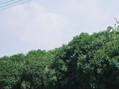 -瑶湖郊野森林公园