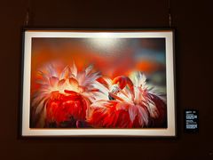 -罗红摄影艺术馆