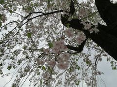 -西安青龙寺遗址景区