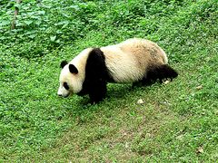 -都江堰中华大熊猫苑