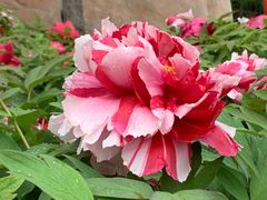 -莲花池公园