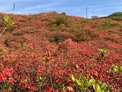 -大围山国家森林公园