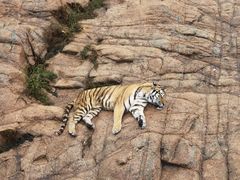 -西霞口神雕山野生动物世界