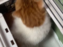 -宠福鑫康馨动物医院·骨科·眼科