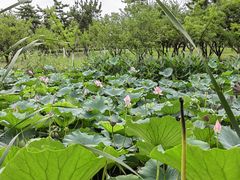 -东台西溪天仙缘景区