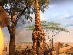 -陕西自然博物馆