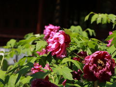 -上海醉白池公园