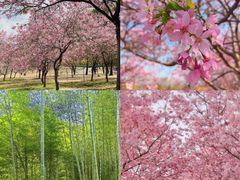 -天适樱花悠乐园