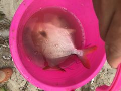 -北海金海湾红树林生态旅游区