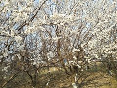 -丁香湖公园