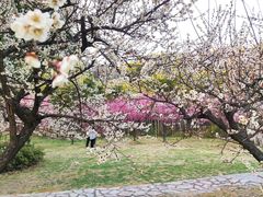 -苏州上方山国家森林公园