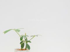 -Onirii Coffee(长乐路店)