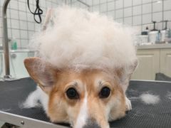 -Pets First伊珊娜洗护·精致美容·家庭式寄养(新会路店)
