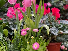 -秦美花卉(天朗·莱茵小城2期店)