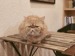 -猫友咖啡店(玉林西路店)