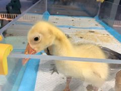 -怪兽屋·羊驼·猫咖·狗咖(俊华广场店)