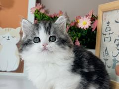 -小猫来了·猫舍(红山六九七九店)