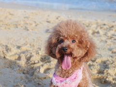 -碧桂园十里银滩