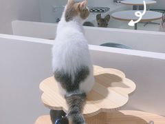 -怪兽屋·羊驼·猫咖·狗咖(俊华广场店)