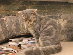 -猫色咖啡·猫咖