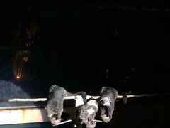 -清迈夜间动物园