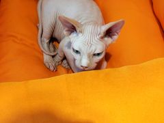 -飞行喵MR PILOT|猫舍·猫咖(静安大融城店)