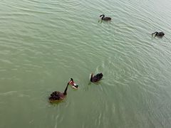 -天津东丽湖风景区