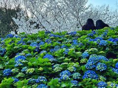 -苏州上方山国家森林公园