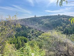 -原山国家森林公园