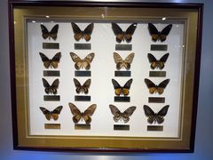 -上海昆虫博物馆