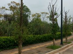 android_upload_pic-五甲塘生态湿地公园