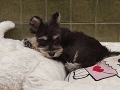 -帕帕拉兹宠物(亚洲旗舰店)