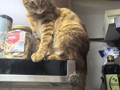 -瑞派·关忠动物医院·猫专科·犬专科(三环新城店)