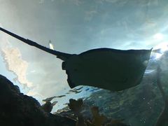 -瑞普利水族馆