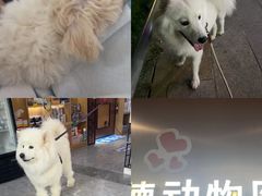 -pd派德宠物中心医院24H急重症·眼科中心·血液透析中心(嵩山北路店)