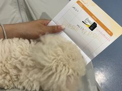 -瑞鹏宠物医院·爱宠堂·骨外专科(西荷分院)