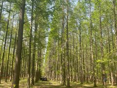 -黄海国家森林公园