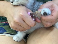 -瑞派动物医院·猫专科·至诚(江南中分院)