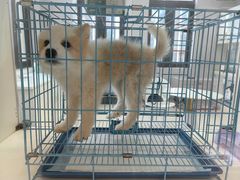 -南京宠物基地·宠物狗宠物猫售卖(南京店)