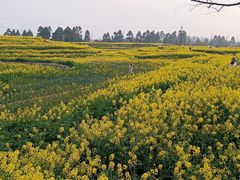-三圣花乡旅游区