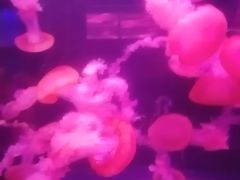 -重庆欢乐海底世界