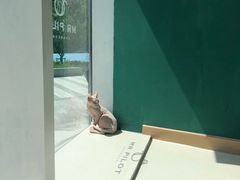 -飞行喵MR PILOT|猫舍·猫咖(静安大融城店)