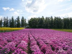 -富田农场