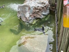 -新加坡飞禽公园