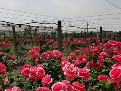 -菊园百果园