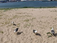 -海驴岛(荣成市)