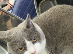 -北京观赏动物医院·24小时大型综合·猫专科·异宠专科