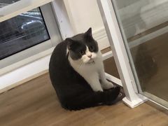 -李小姐の猫咖啡馆(五角场店)