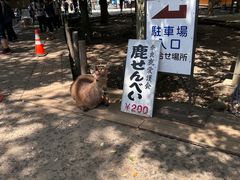 -奈良公园