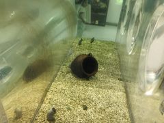 -萌宠奇缘(荣鼎店)